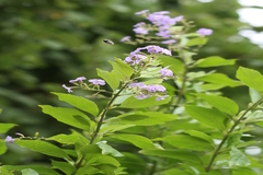 Duranta repens